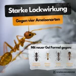 Ameisenköder Dose mit Nestwirkung - Image 3